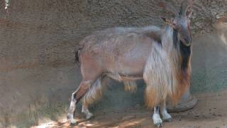 Tadjik Markhor La Zoo