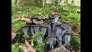 Craterellus Cornucopioides (Trompetas de la Muerte) 9 Octubre 2017
