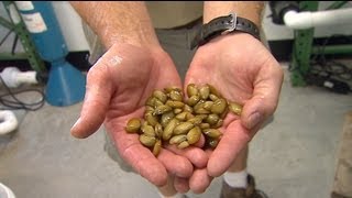 Fresh Water Endangered Mussels