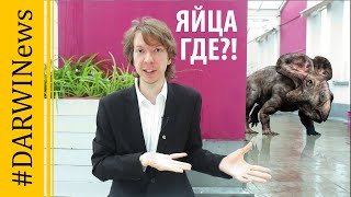 Почему яйца динозавров такая большая редкость? Ярослав Попов 