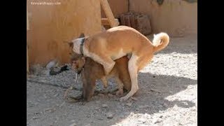 Monkey and two dog Lovely funny moment
