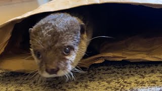 でっかい袋の中にジャーキー突っ込んだらカワウソは出てこなくなる？If you shove jerky in a big bag, will the otter stop coming out?