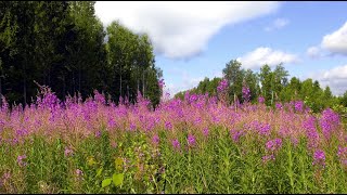 Галiна i Барыс Вайханскiя - Мокрыя травы (Уладзiмiр Караткевiч)