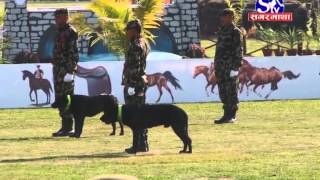 Ghode Jatra _2071