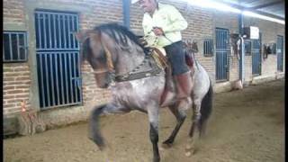 Zapateado