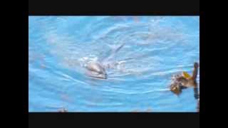 South African Fur Seal Plays in Reeds (HD)