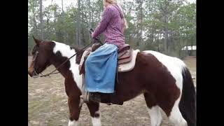 Kid Safe, Family Friendly 14 Year Old Grade Mare for Sale