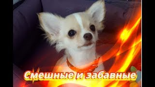Смешные коты кошки собаки Позитив Создай себе хорошее настроение