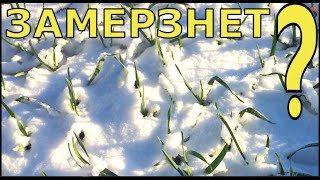 РАННИЕ посадки ЗАМЕРЗНУТ или ВЫЖИВУТ