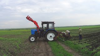 Окучивание картофеля на МТЗ-82.(Респект- Прокати меня, милый, на тракторе).