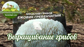Как выращивать грибы на даче. Часть 1.