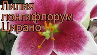 Лилия лонгифлорум Цирано (lilium longiflorum cyrano) ? обзор: как сажать, луковицы лилии Цирано