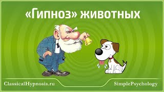 Гипноз животных - рефлекс самосохранения. Техники гипнотизации различных животных. Обучение гипнозу