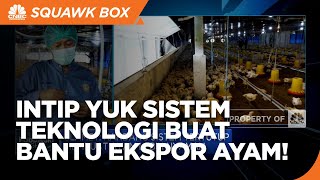 Peternakan Ayam Siap Ekspor, Intip Sistem Teknologinya!
