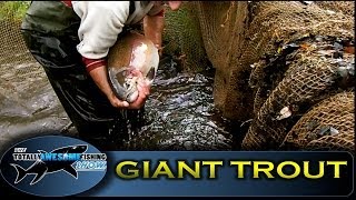 GIANT RAINBOW TROUT of Sutton Springs - Totally Awesome Fishing Show