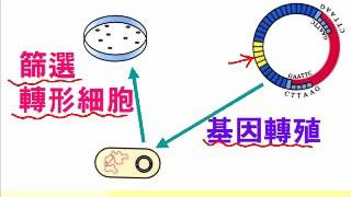 高中生物【教學視訊】焦點 228  人工重組DNA：