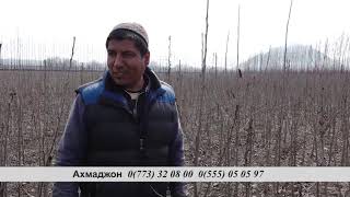 Мевали дарахтларни қандай экиш лозим?..