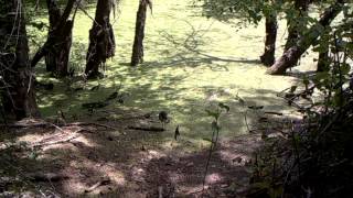 Heron eating frog LTL Acorn 6210MC