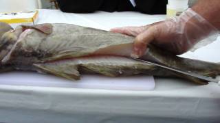 How To Fillet A Codfish Demo At The Cape Ann Farmer's Market