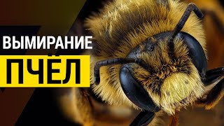 ▽ Что происходит с пчёлами? Массовое вымирание пчёл