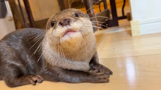 静かにしてと言ったら本当にピタッと黙り始めたカワウソ otter who started to shut up when I told him to be quiet.