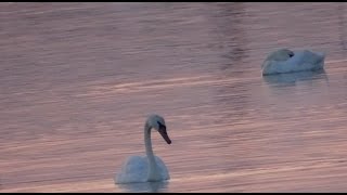 Лебединое Озеро под Керчью