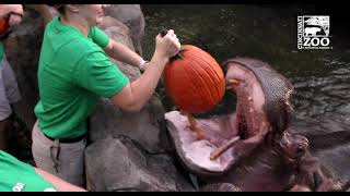 Hippos and Painted Dogs get Pumpkins to Kickoff HallZooween - Cincinnati Zoo