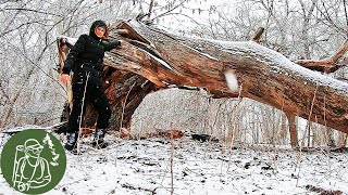 Прогулка в снежный весенний лес на поиски лютиков Белка облизывает ветки