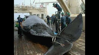 More than 120 pregnant whales slaughtered in Japan for ‘research’