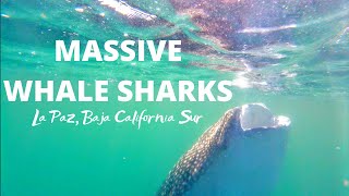 Snorkeling with WHALE SHARKS in the Sea of Cortez | La Paz, Baja California Sur
