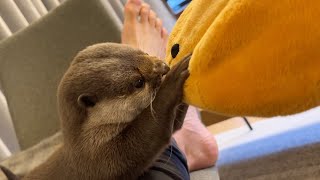 お互い顔の形が変わるくらい引っ張り合いっこするカワウソ Otter pulling each other so hard that their faces change shape