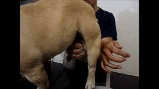 inseminacion artificial en el bull dog frances  !