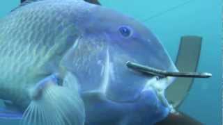 Spearfishing the Great Barrier Reef