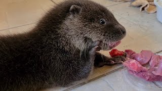 Самый милый хищник. Завтрак маленькой выдры