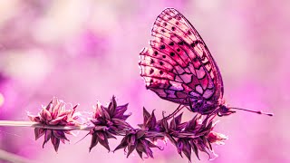 Mindfulness Meditation | 432Hz Deep Healing | Enhance Positive Energy | Detox Your Mind