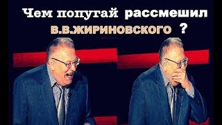 ЧТО рассмешило  В.В. Жириновского?/funny animal videos