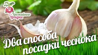 Два способа посадки чеснока. Урожайные грядки