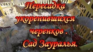 Виноград.Пересадка укоренившихся черенков.Сад Зауралья.