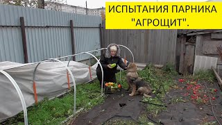 СУГРОБЫ РАСТАЯЛИ, Я СОБИРАЮ УРОЖАЙ ПЕРЦА! 