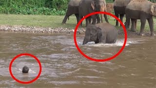7 Times ANIMALS SAVING HUMANS Caught On Camera | FUN2KNOW!