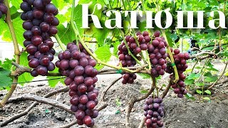 Катюша. Обзор гибридной формы винограда