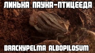 Линька паука-птицееда Brachypelma Albopilosum