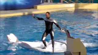 Rixos World - The Land Of Legends Theme Park 5* (Dolphin show)