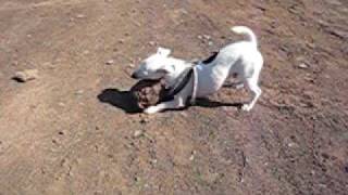 TRAVI, El Jack Russell  MEJOR LEVANTADOR DE PIEDRAS DE GRAN CANARIA