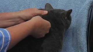 Giving an Injection to a Cat