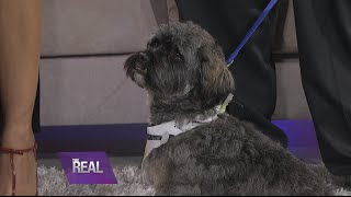 Doggie 411 with Tamar, Vince and Miracle