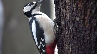 Немного про дятла и про бельчонка / A little bit about the woodpecker and about the squirrel