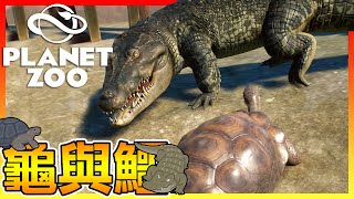當超大烏龜碰上兇猛鱷魚?【動物園之星 Planet Zoo】沒想到是養到忍者龜啊?!! #24