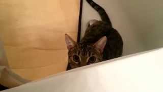 Dilated Bengal Cat Pupils