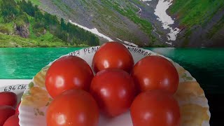 ТОМАТ "РЕЛИКВИЯ ОТ МОНАХОВ". №427. ДЕГУСТАЦИЯ. 